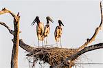 An adult jabiru (Jabiru mycteria) with two chicks on a nest at Pousado Rio Claro, Mato Grosso, Brazil, South America