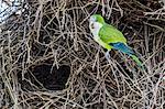 An adult monk parakeet (Myiopsitta monachus), building a communal nest, Pousado Alegre, Brazil, South America