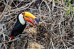 An adult toco toucan (Ramphastos toco), raiding a nest near Porto Jofre, Mato Grosso, Brazil, South America