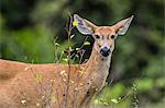 Adult female marsh deer (Blastocerus dichotomus), Pousado Alegre, Mato Grosso, Brazil, South America