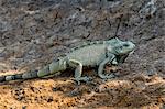 An adult green iguana (Iguana iguana), Pousado Rio Claro, Mato Grosso, Pantanal, Brazil, South America