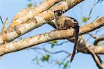 An adult black-tailed marmoset (Mico melanurus), Pousado Rio Claro, Mato Grasso, Brazil, South America