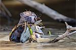 Giant river otter (Pteronura brasiliensis), feeding near Puerto Jofre, Mato Grosso, Pantanal, Brazil, South America