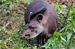 An adult South American tapir (Tapirus terrestris), Pousado Rio Claro, Mato Grosso, Brazil, South America