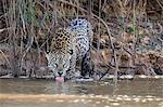 An adult female jaguar (Panthera onca), on the riverbank of Rio Tres Irmao, Mato Grosso, Brazil, South America