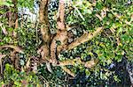 An adult jaguar (Panthera onca), sleeping in a tree on the Rio Tres Irmao, Mato Grosso, Brazil, South America