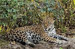 An adult female jaguar (Panthera onca), resting on the riverbank, Rio Negro, Mato Grosso, Brazil, South America