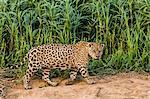 An adult male jaguar (Panthera onca), on the riverbank of the Rio Cuiaba, Mato Grosso, Brazil, South America