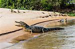 Two adult yacare caimans (Caiman yacare), on the riverbank near Porto Jofre, Brazil, South America