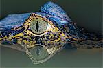 A juvenile yacare caiman (Caiman yacare) at night, Pousado Alegre, Mato Grosso, Brazil, South America