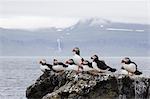 Adult Atlantic puffins (Fratercula arctica) on Vigur Island, off the west coast of Iceland, Polar Regions