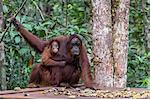 Mother and baby Bornean orangutans (Pongo pygmaeus), Camp Leakey feeding platform, Borneo, Indonesia, Southeast Asia, Asia
