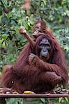 Mother and baby Bornean orangutan (Pongo pygmaeus) at Camp Leakey, Borneo, Indonesia, Southeast Asia, Asia