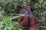 Wild male Bornean orangutan (Pongo pygmaeus), on the Sekonyer River, Borneo, Indonesia, Southeast Asia, Asia