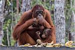 Mother and baby Bornean orangutans (Pongo pygmaeus), Buluh Kecil River, Borneo, Indonesia, Southeast Asia, Asia