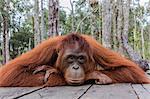 Mother Bornean orangutan (Pongo pygmaeus) on feeding platform, Buluh Kecil River, Borneo, Indonesia, Southeast Asia, Asia