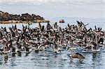 A flock of Heermann's gulls (Larus heermanni) taking flight, Isla Rasa, Baja California, Mexico, North America