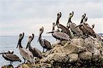 Adult brown pelicans (Pelecanus occidentalis), one with plastic bag, Santa Rosalia Harbor, Baja California Sur, Mexico, North America