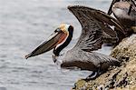 Adult brown pelican (Pelecanus occidentalis), with plastic bag, Santa Rosalia Harbor, Baja California Sur, Mexico, North America