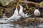 Elegant terns (Thalasseus elegans) in courtship display on Isla Rasa, Baja California, Mexico, North America