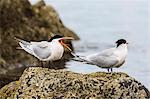 Elegant terns (Thalasseus elegans), at breeding colony on Isla Rasa, Baja California, Mexico, North America