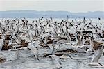 Elegant terns (Thalasseus elegans) in flight at breeding colony on Isla Rasa, Baja California, Mexico, North America