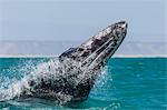 California gray whale calf (Eschritius robustus) breaching in San Ignacio Lagoon, Baja California Sur, Mexico, North America