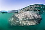 California gray whale calf (Eschritius robustus), half above half below, San Ignacio Lagoon, Baja California Sur, Mexico, North America