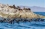 California sea lions (Zalophus californianus), thermoregulating, Isla San Marcos, Baja California Sur, Mexico, North America