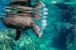 California sea lion (Zalophus californianus) underwater at Los Islotes, Baja California Sur, Mexico, North America