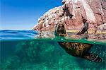 California sea lion (Zalophus californianus), half above and half under at Los Islotes, Baja California Sur, Mexico, North America