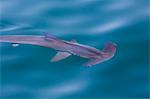 An adult scalloped hammerhead (Sphyrna lewini) on the surface, Isla San Pedro Martir, Baja California, Mexico, North America