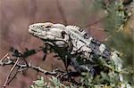 Adult San Esteban spiny-tailed iguana (Ctenosaura conspicuosa), in shrub, Baja California, Mexico, North America