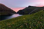 Wild flowers around the sea water lagoon Saksun, Streymoy Island, Faroe Islands, Denmark, Europe