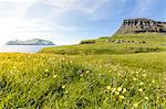 Wild flowers in the green meadows, Gasadalur, Vagar Island, Faroe Islands, Denmark, Europe