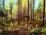 An autumn view of Newborough Forest and Nature Reserve on the Isle of Anglesey, North Wales, United Kingdom, Europe