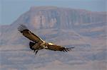 Cape vulture (Gyps coprotheres), Giant's Castle Game Reserve, KwaZulu-Natal, South Africa, Africa