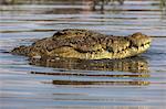 Nile crocodile (Crocodylus niloticus), Chobe River, Botswana, Africa