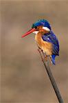 Malachite kingfisher (Alcedo cristata), Chobe River, Botswana, Africa