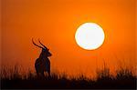 Red lechwe (Kobus lechwe) male at sunset, Chobe National Park, Botswana, Africa