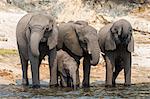 African elephant (Loxodonta africana) drinking at river, Chobe River, Botswana, Africa