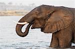 African elephant (Loxodonta africana) in river, Chobe River, Botswana, Africa