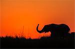 Elephant (Loxodonta africana) at sunset, Chobe National Park, Botswana, Africa