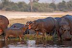 Hippos (Hippopotamus amphibius), Chobe River, Botswana, Africa