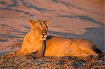 Lioness (Panthera leo), Chobe National Park, Botswana, Africa