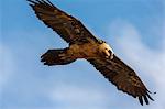 Bearded vulture (Gypaetus barbatus), Giant's Castle Game Reserve, KwaZulu-Natal, South Africa, Africa