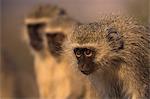 Vervet monkeys (Chlorocebus pygerythrus), Zimanga Game Reserve, KwaZulu-Natal, South Africa, Africa