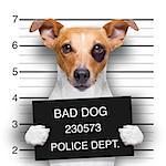 criminal mugshot  of jack russell  dog at police station holding placard , isolated on background