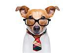 office worker businessman jack russell dog  as  boss and chef ,  isolated on white background, wearing reading glasses