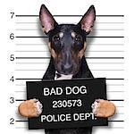 criminal mugshot  of pitbull terrier  dog at police station holding placard , isolated on background